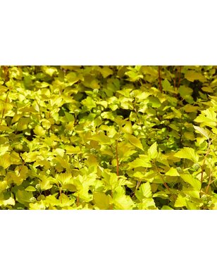 Physocarpus opulif. 'Luteus'