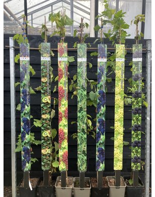 Druif | Vitis vinifera 'Romulus'