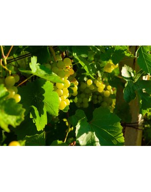 Druif | Vitis vinifera 'Romulus'