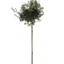 Physocarpus opulif. 'Luteus'