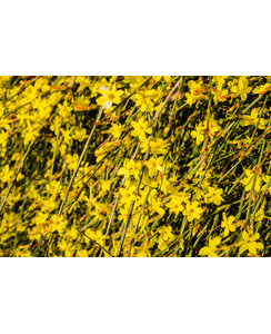 Winterjasmijn - Jasminum 'Nudiflorum'
