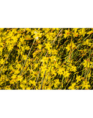 Winterjasmijn - Jasminum 'Nudiflorum'