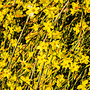 Winterjasmijn - Jasminum 'Nudiflorum'