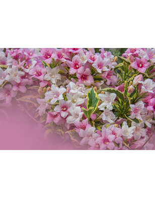 Weigela 'Magical Rainbow'