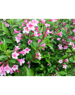 Weigela 'Minuet' | Dwergweigelia
