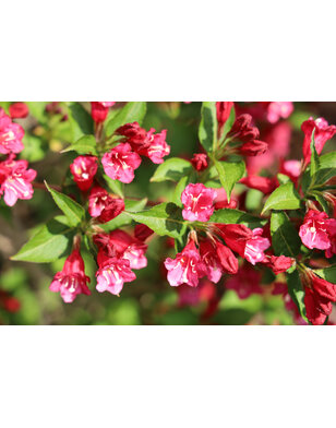 Weigela 'Red Prince'