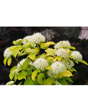 Physocarpus opulif. 'Luteus'