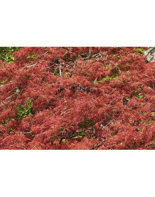 Japanse esdoorn op stam | Acer pal. 'Shishigashira'