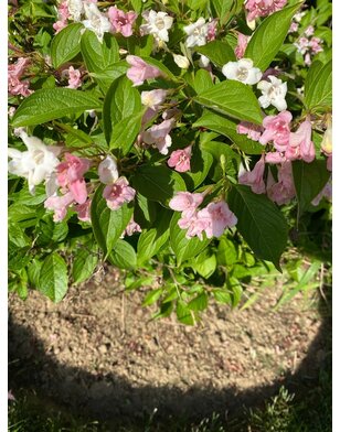 Weigela florida 'Lime Monster'