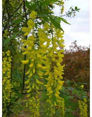 Gouden regen | Laburnum alpinum 'Pendulum'
