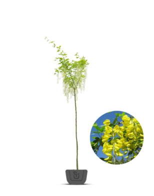 Gouden regen | Laburnum alpinum 'Pendulum'