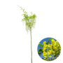 Gouden regen | Laburnum alpinum 'Pendulum'
