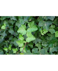 Klimop | Hedera Helix