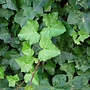 Klimop | Hedera Helix