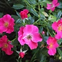 Bodembedekkende roos | Rosa 'Jazz'