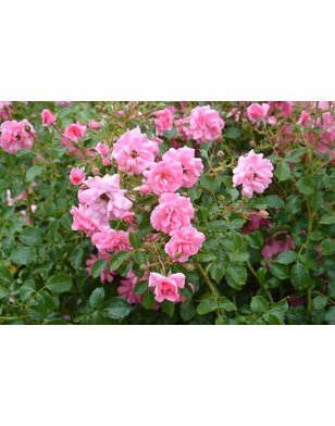 Bodembedekkende roos | Rosa 'Riant'