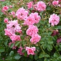 Bodembedekkende roos | Rosa 'Riant'