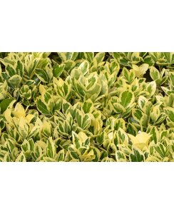 Kardinaalshoed - Euonymus fortunei 'Emerald 'n Gold'