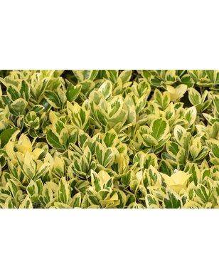 Kardinaalshoed - Euonymus fort. 'Emerald 'n Gold'