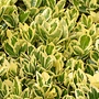 Kardinaalshoed - Euonymus fort. 'Emerald 'n Gold'