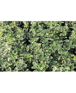 Kardinaalshoed - Euonymus fortunei 'Emerald Gaiety`