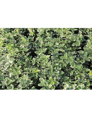 Kardinaalshoed - Euonymus fort. 'Emerald Gaiety'