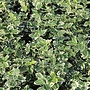 Kardinaalshoed - Euonymus fort. 'Emerald Gaiety'