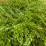 Kamperfoelie - Lonicera nitida 'Maigrun'