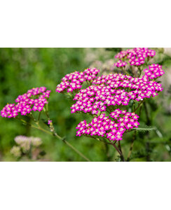 Duizendblad | Achillea mill. 'Cerise Queen'