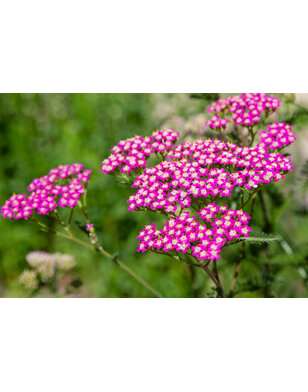 Duizendblad | Achillea millefolium 'Cerise Queen'