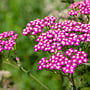 Duizendblad | Achillea millefolium 'Cerise Queen'