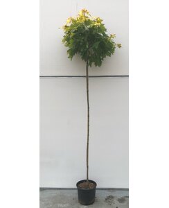 Gele bolesdoorn | Acer plat. 'Golden Globe'