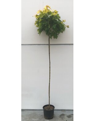 Gele bolesdoorn | Acer plat. 'Golden Globe'
