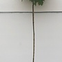 Gele bolesdoorn | Acer plat. 'Golden Globe'