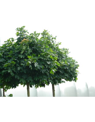 Bolesdoorn | Acer platanoides Globosum