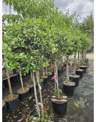 Osmanthus burkwoodii op stam