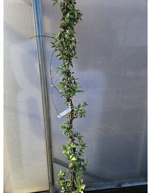 Sterjasmijn | Trachelospermum j. 'Variegatum'