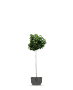 Gele bolesdoorn | Acer plat. 'Golden Globe'