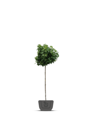 Gele bolesdoorn | Acer plat. 'Golden Globe'
