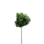 Gele bolesdoorn | Acer plat. 'Golden Globe'