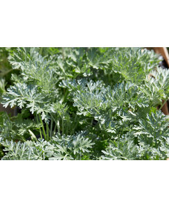 Alsem | Bijvoet - Artemisia schmidtiana 'Nana'