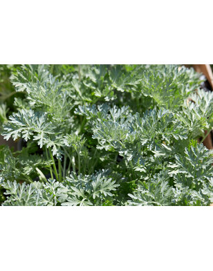 Alsem | Bijvoet - Artemisia schmidtiana 'Nana'