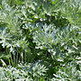 Alsem | Bijvoet - Artemisia schmidtiana 'Nana'