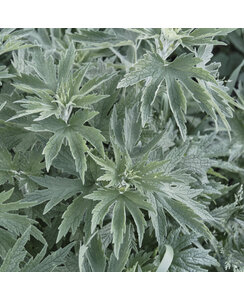 Alsem / Bijvoet - Artemisia 'Powis Castle'