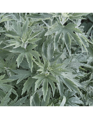 Alsem / Bijvoet - Artemisia 'Powis Castle'
