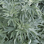 Alsem / Bijvoet - Artemisia 'Powis Castle'