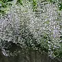 Prachtkaars - Gaura lindh. 'Whirling Butterflies'
