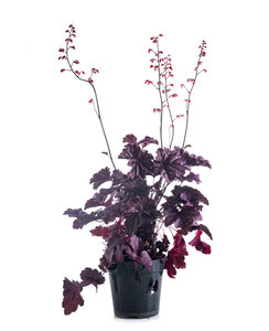 Purperklokje | Heuchera 'Obsidian'