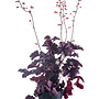 Purperklokje | Heuchera 'Obsidian'