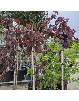 Paarse Hazelaar op stam | Corylus Purple Umbrella